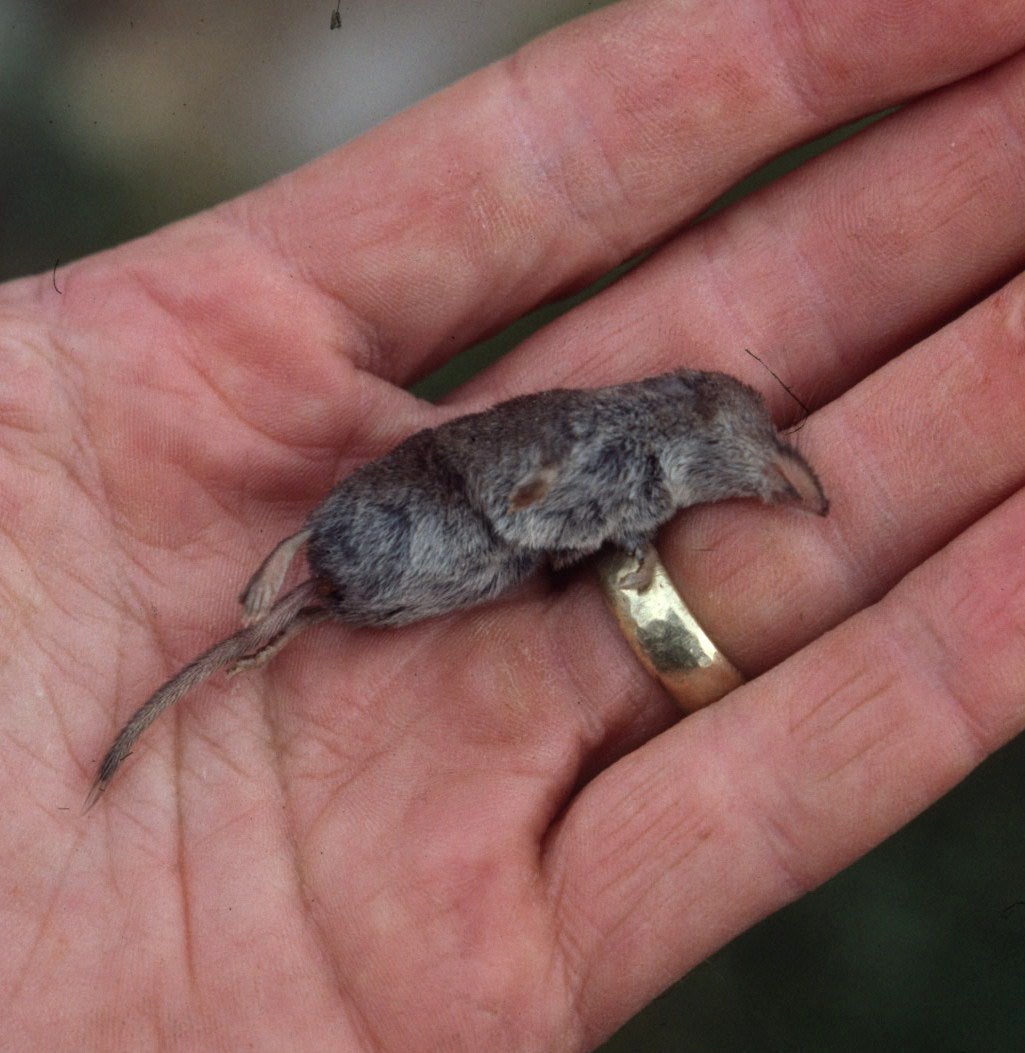 American Pygmy Shrew | Outdoor Alabama